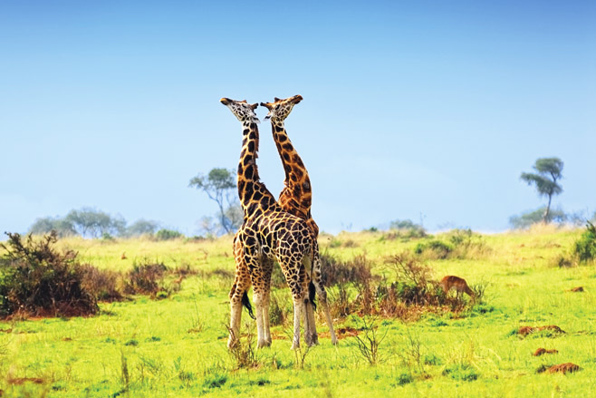 Saving Uganda’s Rothschild’s Giraffe Uganda Giraffes