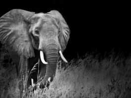 Why Uganda Should Be the World’s Top Destination Uganda Safari Elephants