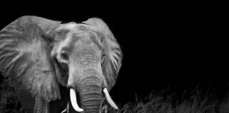 Why Uganda Should Be the World’s Top Destination Uganda Safari Elephants