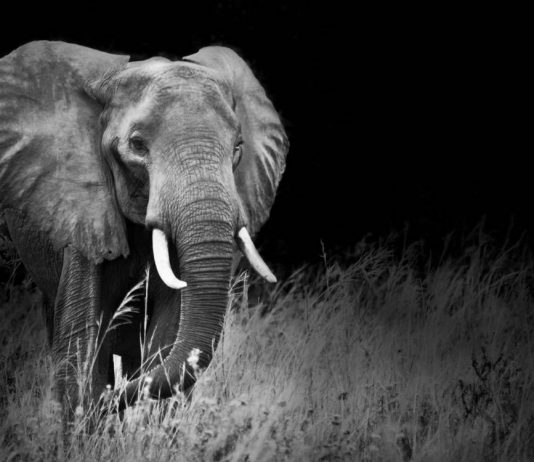 Why Uganda Should Be the World’s Top Destination Uganda Safari Elephants