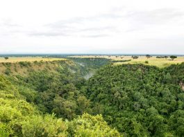 10 Reasons Why You Should Go Ape Watching