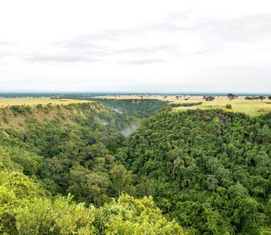 10 Reasons Why You Should Go Ape Watching