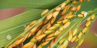 Benefits of New Rice Varieties in Uganda Nerica Rice