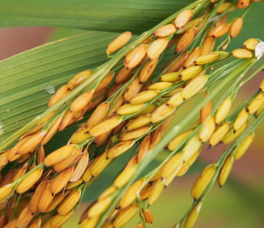 Benefits of New Rice Varieties in Uganda Nerica Rice