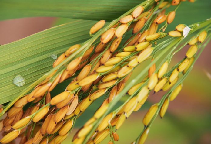 nerica-rice Nerica Rice