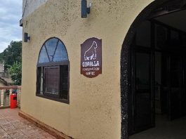 Gorilla Conservation Café opens in Entebbe Gorilla Conservation Cafe