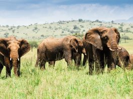 Experience Untamed Wildlife in Kidepo National Park Elephants in Kidepo Valley Park