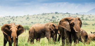 Experience Untamed Wildlife in Kidepo National Park Elephants in Kidepo Valley Park