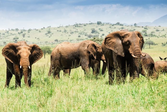 Elephants in Kidepo Valley Park