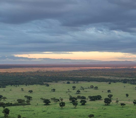 Best 5 National Parks to Visit in Uganda Uganda National Parks
