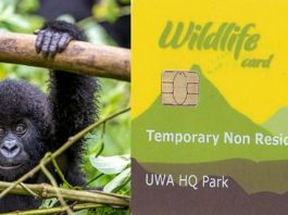 Uganda Wildlife Authority Sets New Prices for Gorilla Permits Uganda Gorilla Permit