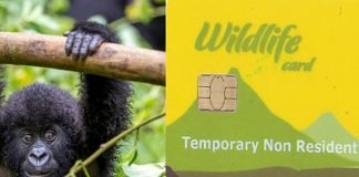Uganda Wildlife Authority Sets New Prices for Gorilla Permits Uganda Gorilla Permit