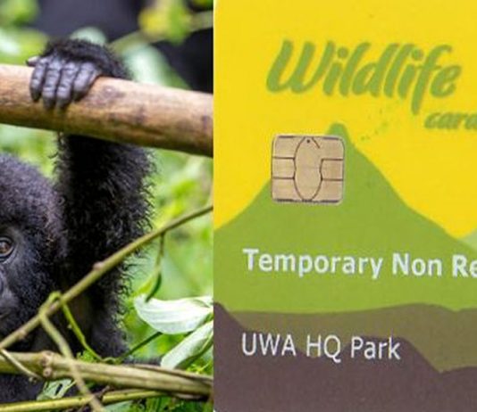 Uganda Wildlife Authority Sets New Prices for Gorilla Permits Uganda Gorilla Permit