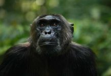 Tracking the Wild Chimpanzees of the Kyambura Gorge Kibale Chimpanzee