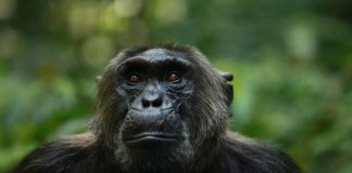 Tracking the Wild Chimpanzees of the Kyambura Gorge Kibale Chimpanzee