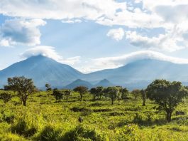 5 Must See Attractions in the Virunga Mountains The Virunga Mountains