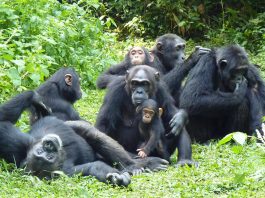 Top Uganda’s Spots to Go Chimpanzee Tracking Kibale Forest Chimpanzee
