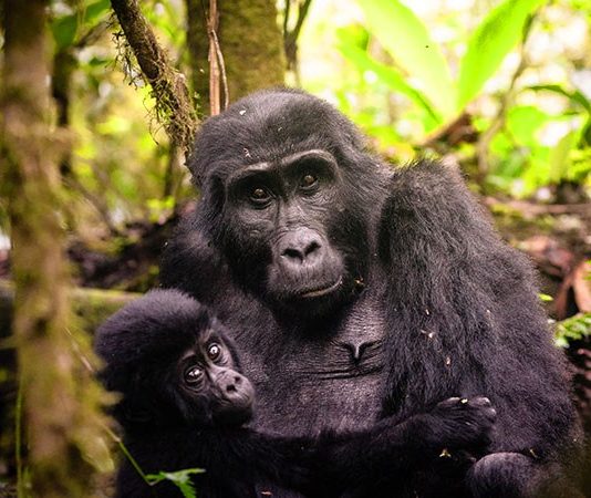 Guide to Visiting Bwindi Gorillas Bwindi Gorillas