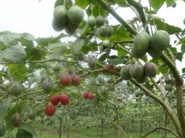 TAMARILLO: The Comprehensively Packaged Fruit Tamarillo