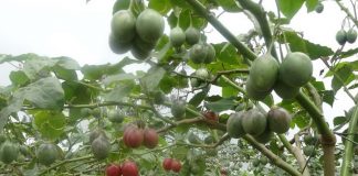 TAMARILLO: The Comprehensively Packaged Fruit Tamarillo