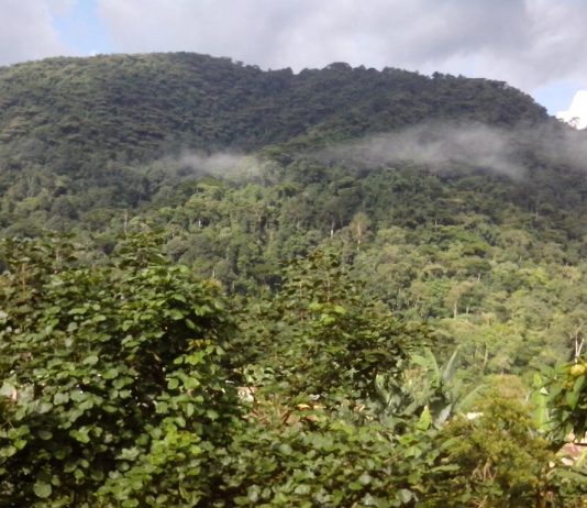 Explore Bwindi Impenetrable Forest Bwindi Impenetrable Forest