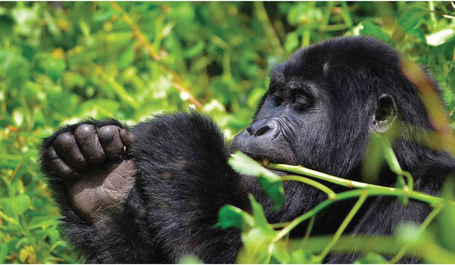 UWA Temporarily Suspends Primate Tourism Uganda Rwanda Primates