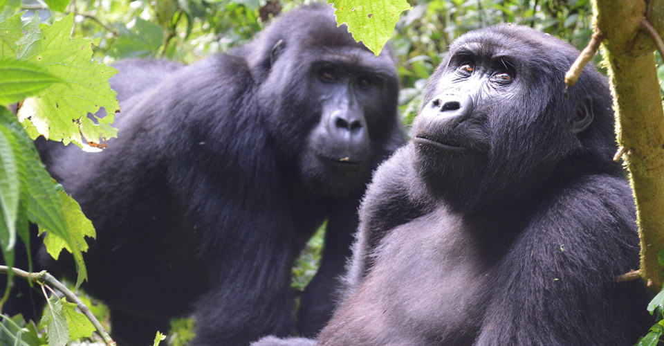 Uganda is Relaxing its Gorilla Trekking Policies Bwindi Forest in Uganda