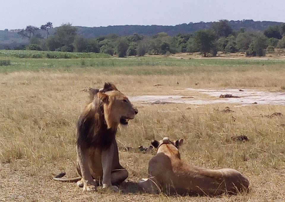 Uganda Wildlife Authority (UWA) Opens Up Savannah Parks Ugandan Lions