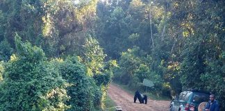 Self Driving in Uganda: Why you can do it, too! Self Drive in Bwindi