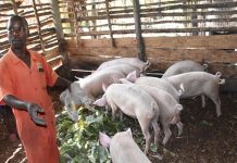 Piggery Farming in Uganda Boosts Household Income Piggery Farming in Uganda