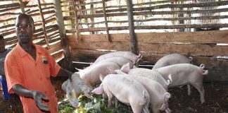 Piggery Farming in Uganda Boosts Household Income Piggery Farming in Uganda