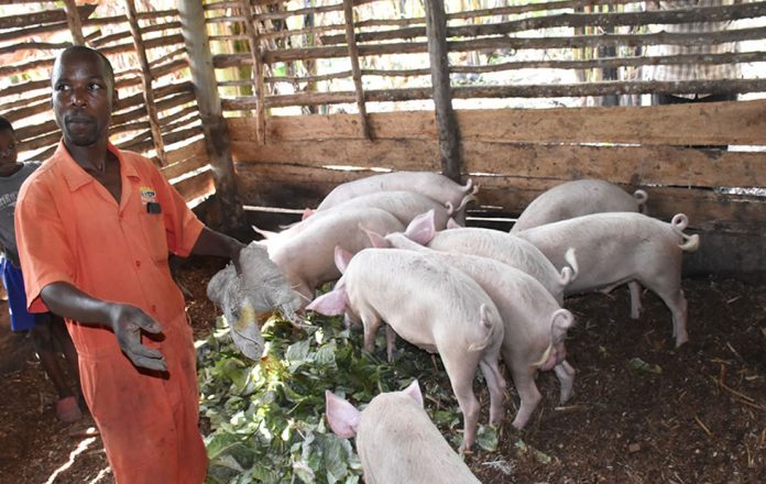Piggery Farming In Uganda Boosts Household Income The Grapevine Uganda Piggery Farming In Uganda Boosts Household Income The Grapevine Uganda