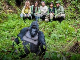Gorilla Trekking During Covid Times: Things to Know Gorilla Trekking in Easy