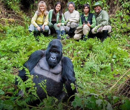 Gorilla Trekking During Covid Times: Things to Know Gorilla Trekking in Easy