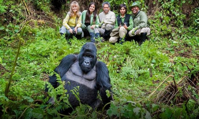 Gorilla Trekking in Easy