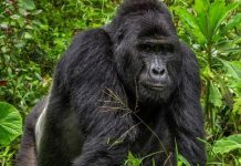 How to Book a Gorilla Trek in Uganda Rafiki the Gorilla