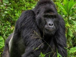 How to Book a Gorilla Trek in Uganda Rafiki the Gorilla