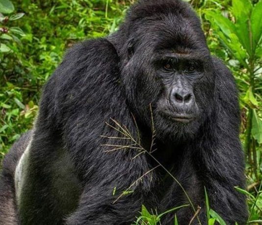 How to Book a Gorilla Trek in Uganda Rafiki the Gorilla