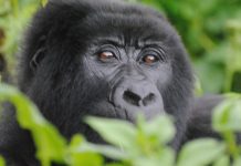 Where to See Gorillas in Uganda: Bwindi Mountain Gorilla