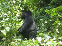 Why Visit Uganda’s Mountain Gorillas? Gorilla of Uganda
