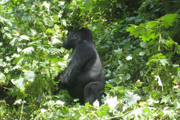 Gorilla of Uganda