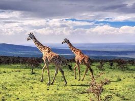 Experience a Luxury Safari in Ngorongoro, Tanzania Ngorongoro Wildlife