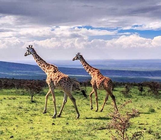 Experience a Luxury Safari in Ngorongoro, Tanzania Ngorongoro Wildlife