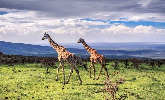 Ngorongoro Wildlife