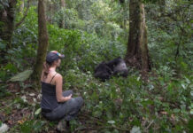 Gorilla Trekking Safaris in Bwindi Forest Gorilla Trekking