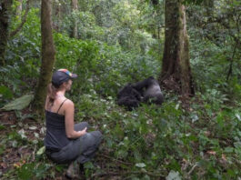 Gorilla Trekking Safaris in Bwindi Forest Gorilla Trekking