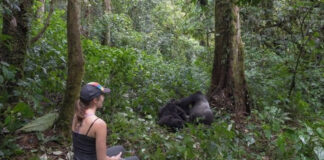 Gorilla Trekking Safaris in Bwindi Forest Gorilla Trekking