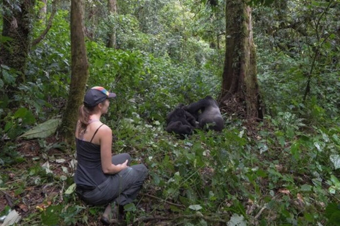 gorilla-trekking Gorilla Trekking