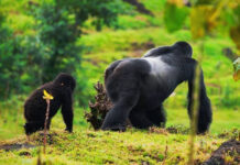 Mountain Gorillas Saved, Space Not Enough: Africa’s Next Conservation Challenge Mountain Gorilla