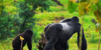 Mountain Gorillas Saved, Space Not Enough: Africa’s Next Conservation Challenge Mountain Gorilla